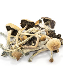 Buy Amazonian Magic Mushrooms uk