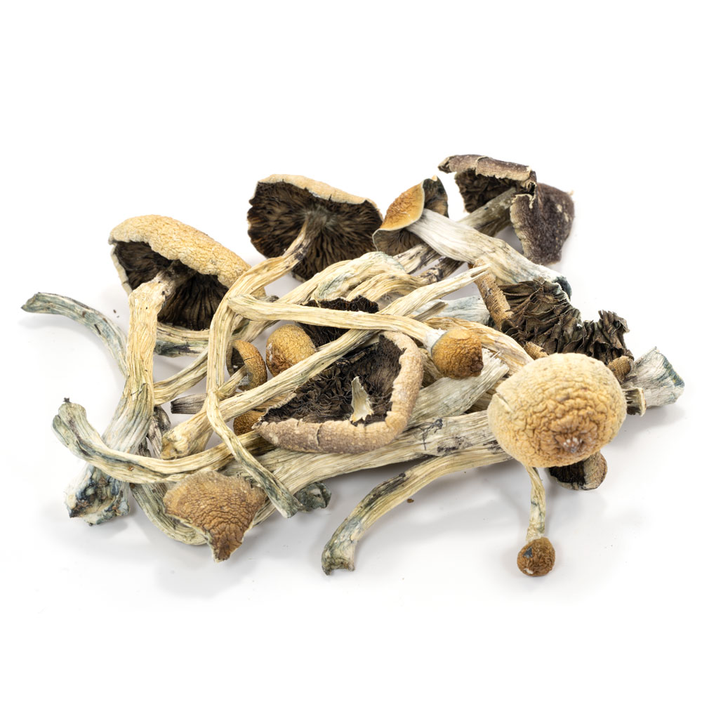 Buy Amazonian Magic Mushrooms uk