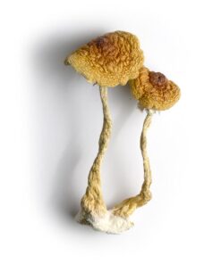 Buy Psilocybe Cubensis Mushrooms Uk
