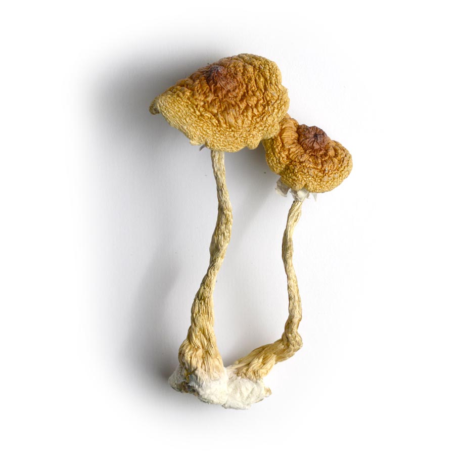 Buy Psilocybe Cubensis Mushrooms Uk