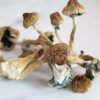 Buy Golden Teacher Mushrooms Uk