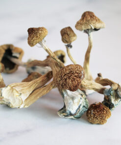 Buy Golden Teacher Mushrooms Uk