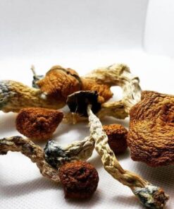 Buy Golden Teacher Mushrooms UK