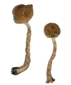 Buy Malabar Magic Mushrooms Uk