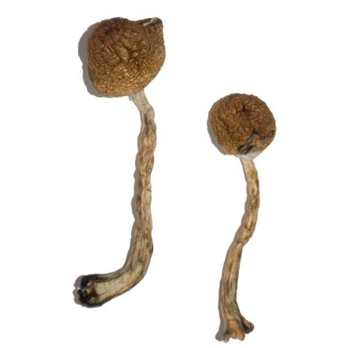Buy Malabar Magic Mushrooms Uk