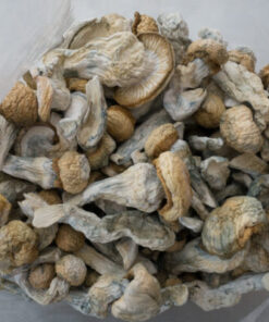 Buy Penis Envy Mushrooms uk