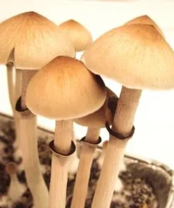 hawaiian magic mushrooms