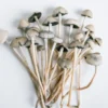 Buy Liberty Caps Mushroom Online
