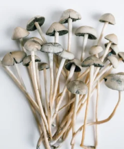 Buy Liberty Caps Mushroom Online